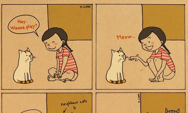 cat pictures