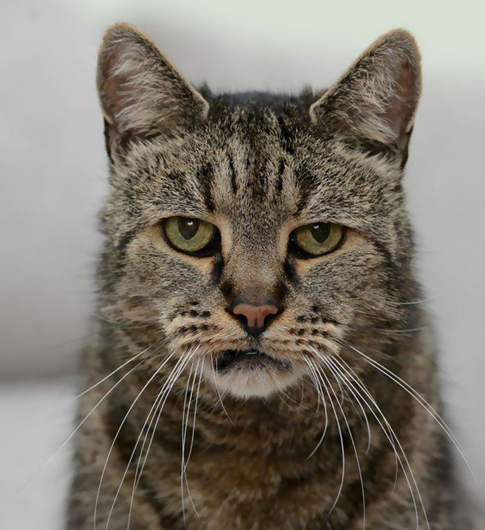 Senior cats are the absolute cutest and here's proof! (Gallery)
