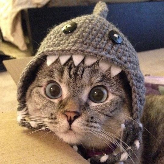 cat shark week 4