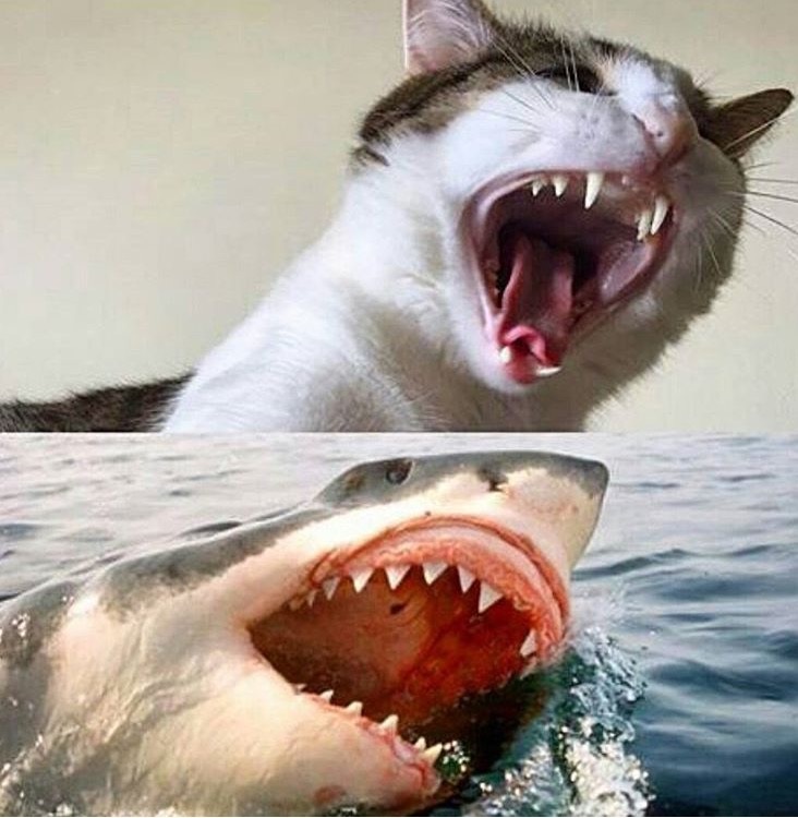 cat shark week 2
