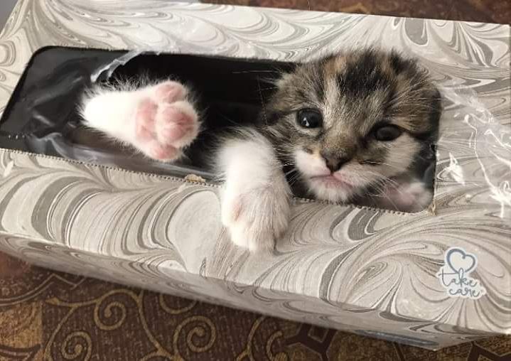 kitten hiding in tissue box 2