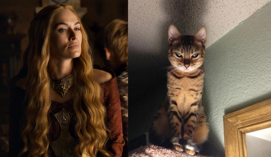 game of thrones cats cersei lannister