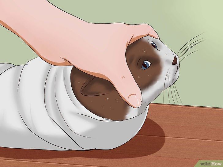 how to give a cat a pill 7