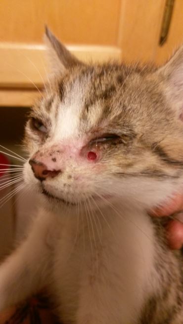 kitten found shot in streets gets forever home 5