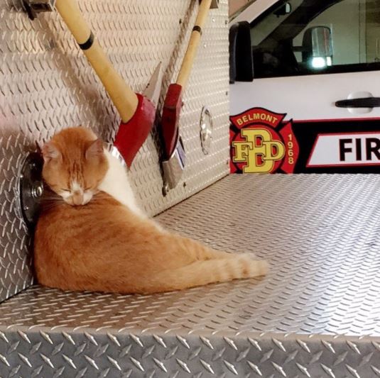 flame the firehouse cat 2