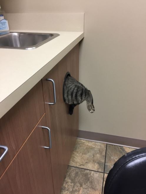 cat hiding from the vet 23