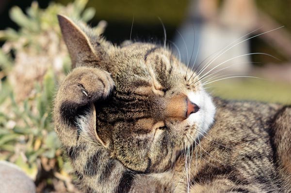 9 facts about cat paws you probably didn't know