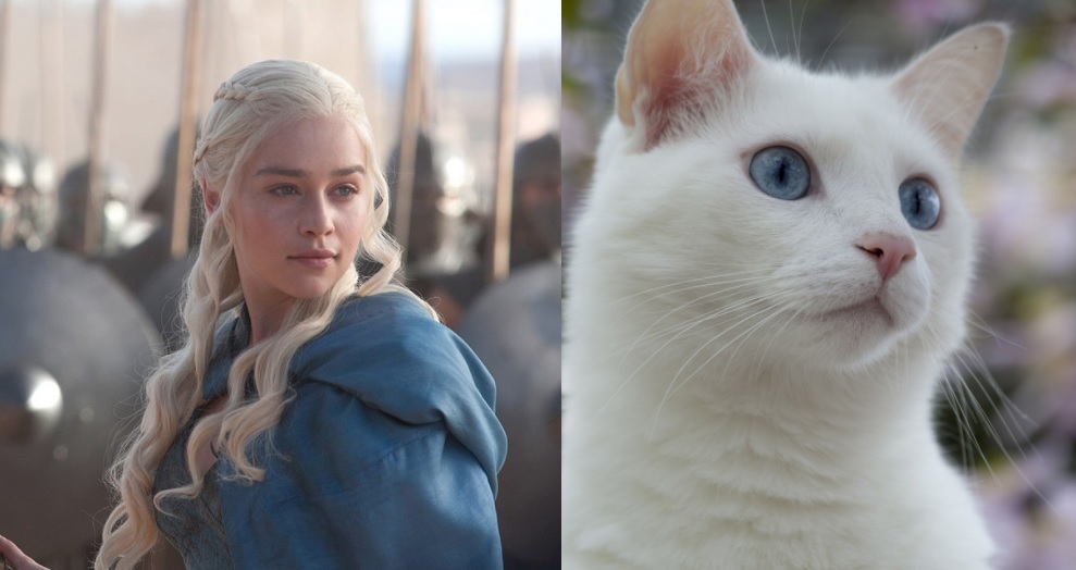 10 Game of Thrones characters and their cat look-a-likes 10 Game of Thrones characters and their cat look-a-likes