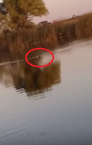 kitten swims out to fisherman in lake looking for love 1