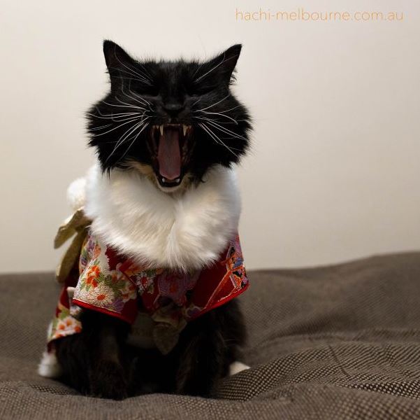 Cats in Kimonos are totally a thing in Japan (Gallery)