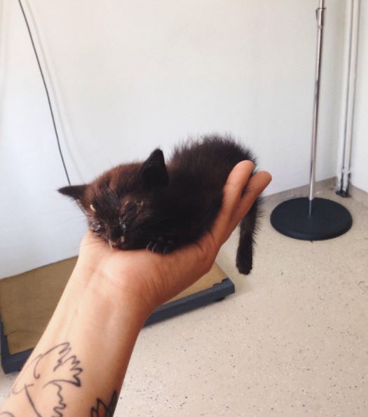 black kitten tossed away in bushes gets rescued 1