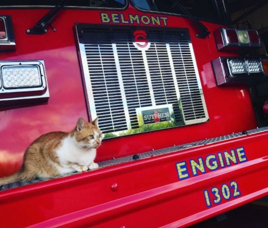 flame the firehouse cat 3