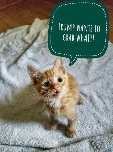 worried kitten gets captions 8