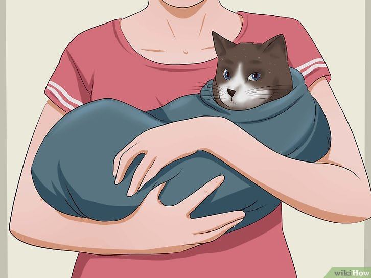 A hilarious and helpful guide to giving a cat a pill