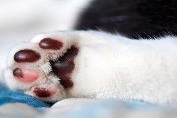 facts about cat paws 9