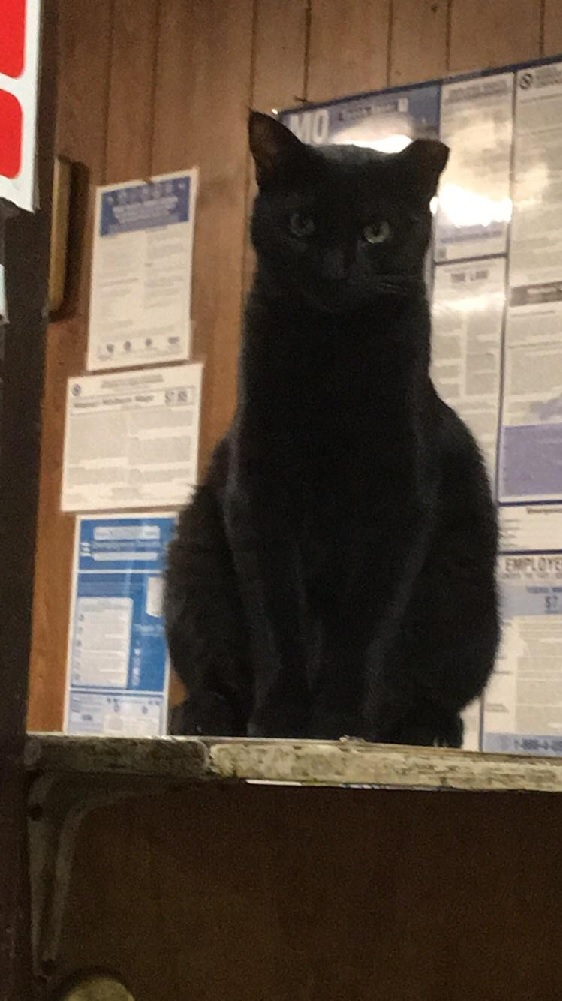 house panther cat