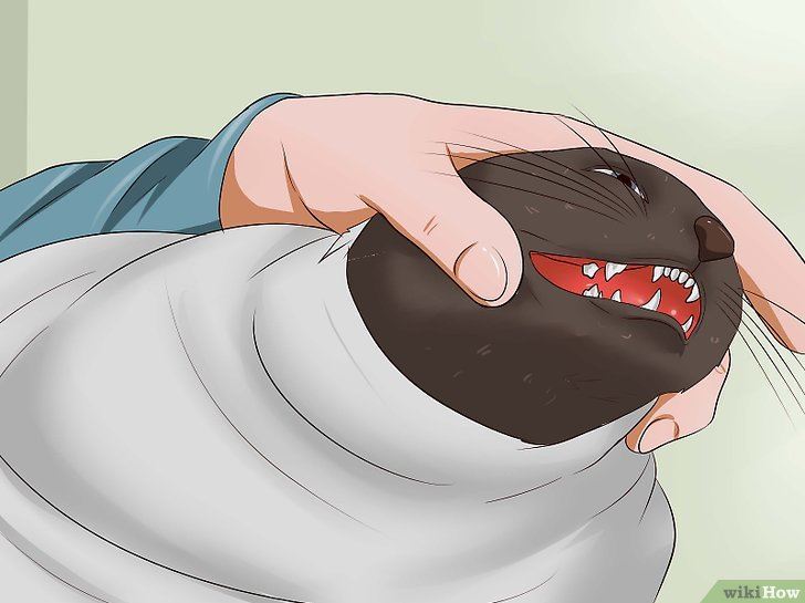 how to give a cat a pill 4b