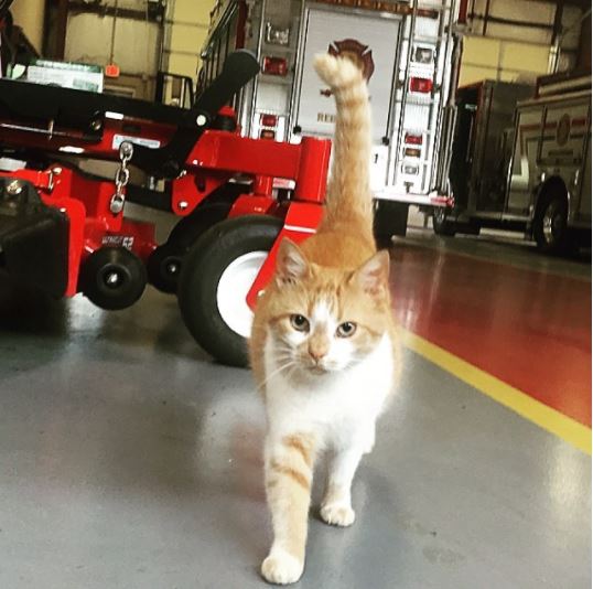 flame the firehouse cat 5
