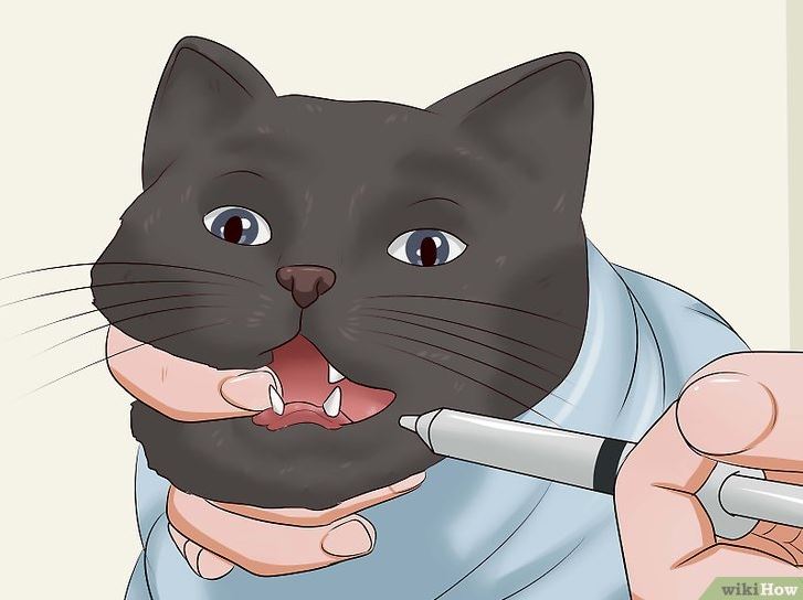 how to give a cat a pill 4