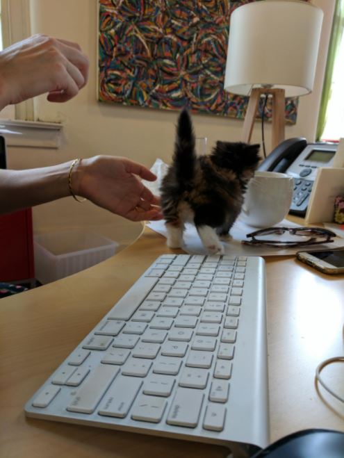 kitten brought into work 2