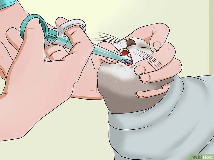 how to give a cat a pill 8