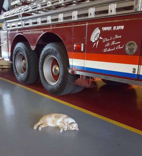 flame the firehouse cat 11