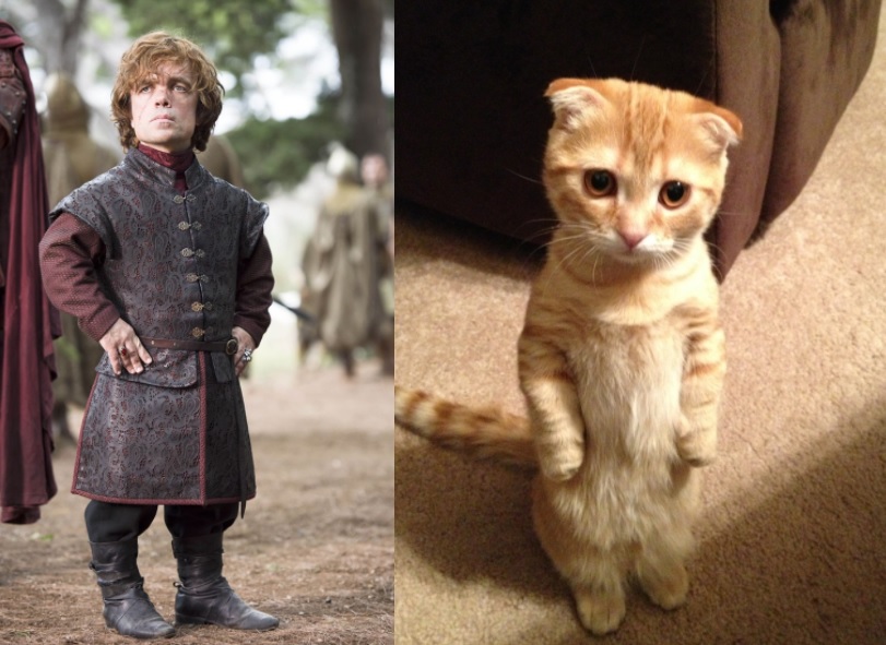 game of thrones cats tyrion lannister