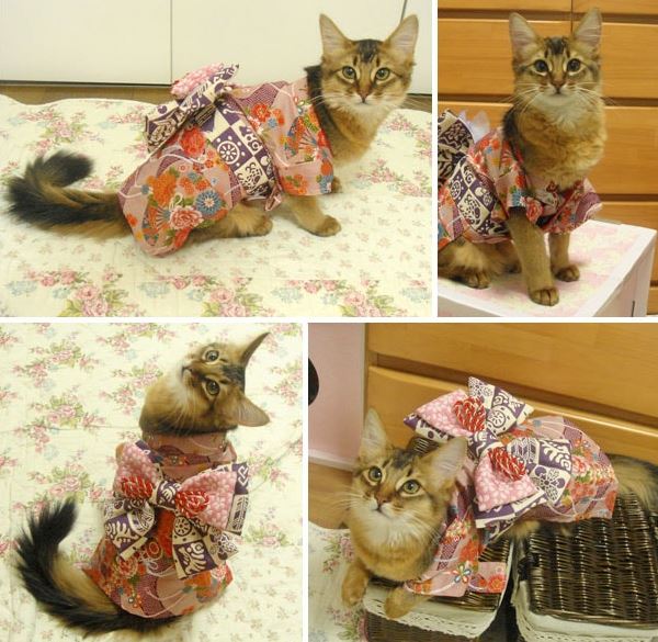Cats in Kimonos are totally a thing in Japan (Gallery)
