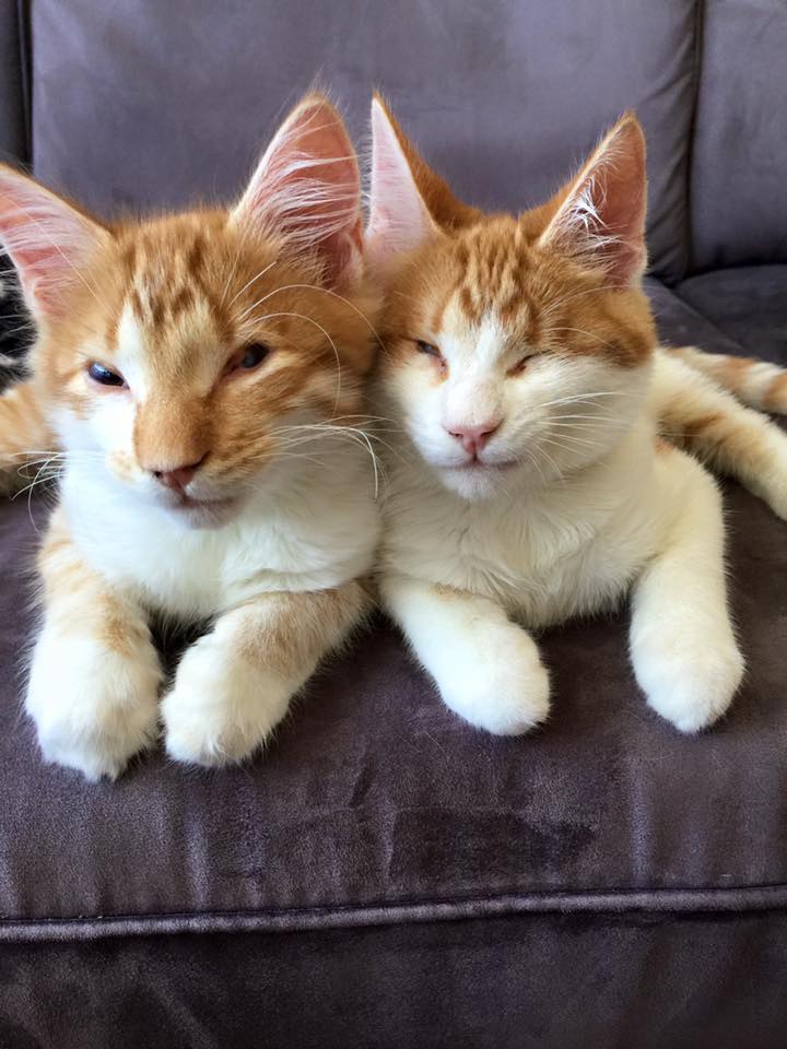 stray blind kittens found inseparable 2