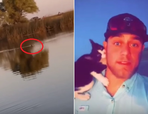 kitten swims out to fisherman in lake looking for love title
