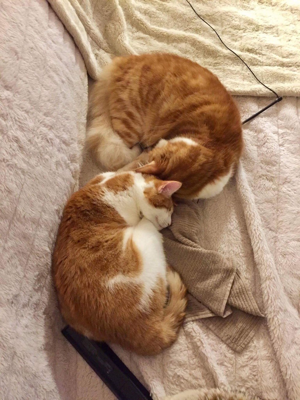 stray blind kittens found inseparable 7