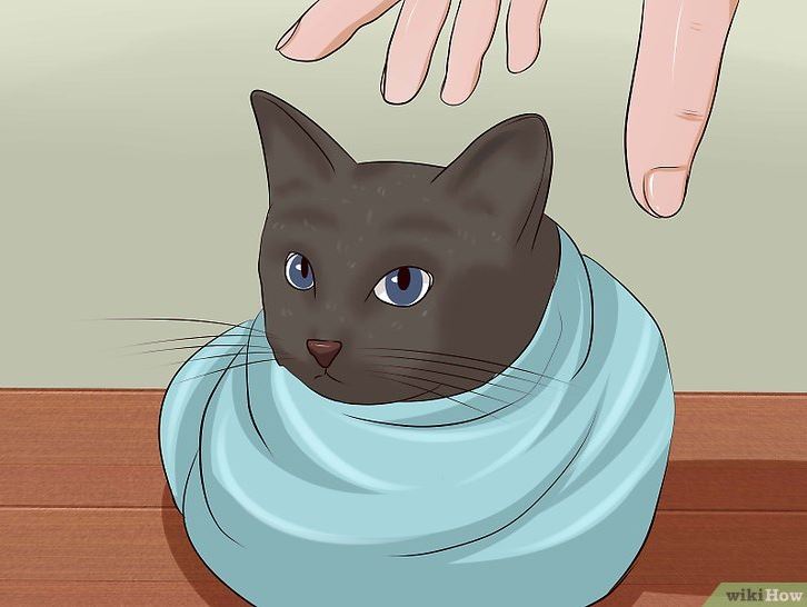 how to give a cat a pill 2