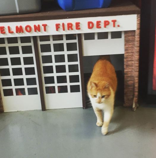 flame the firehouse cat 4