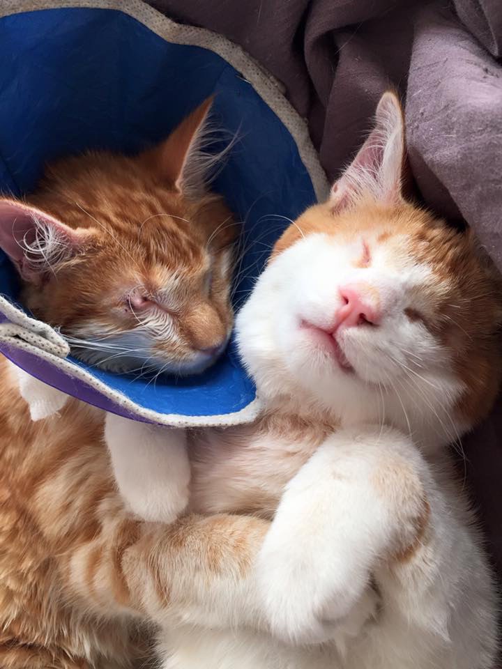 stray blind kittens found inseparable 3