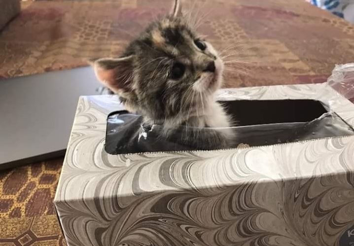 kitten hiding in tissue box 3