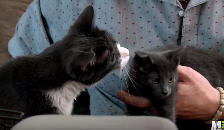 special needs cat welcomes fosters into his home 2