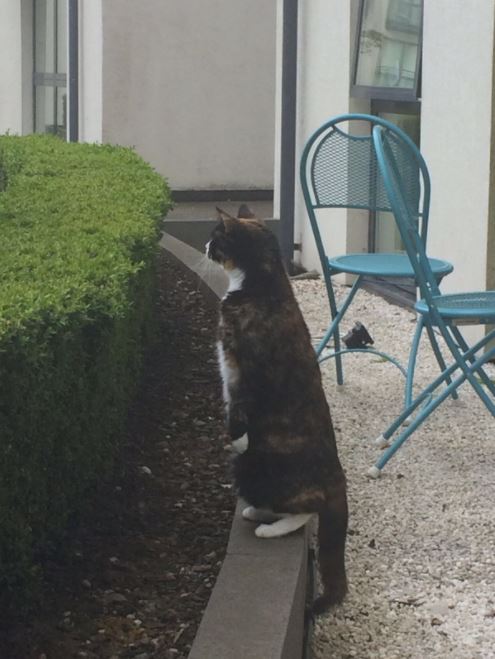 neighbor cat waits outside everyday to play with cat 3