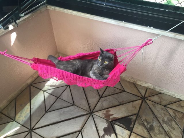 cat hammock 1