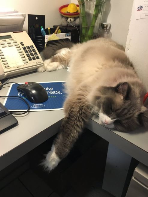 cat supervisor of hotel 11