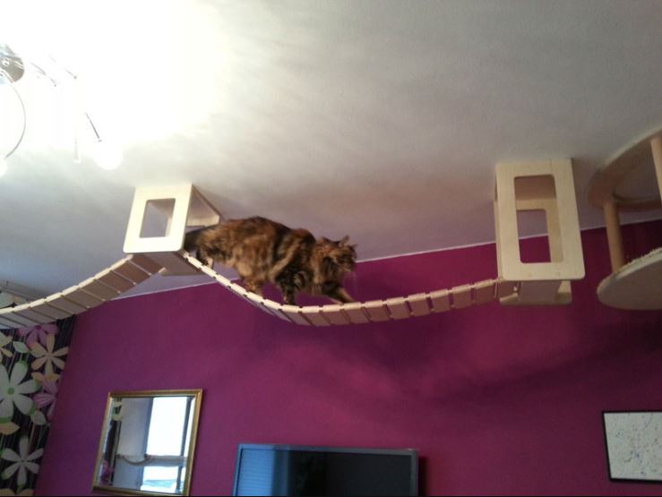 This guy designs and builds the most AWESOME cat jungles (Gallery)