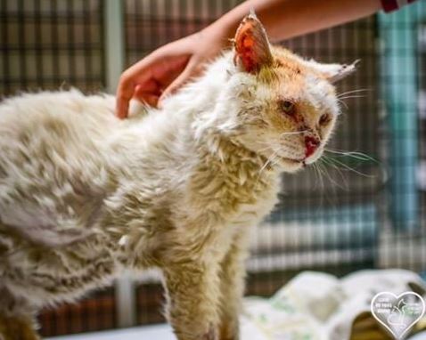 cat with broken nose rescued 3