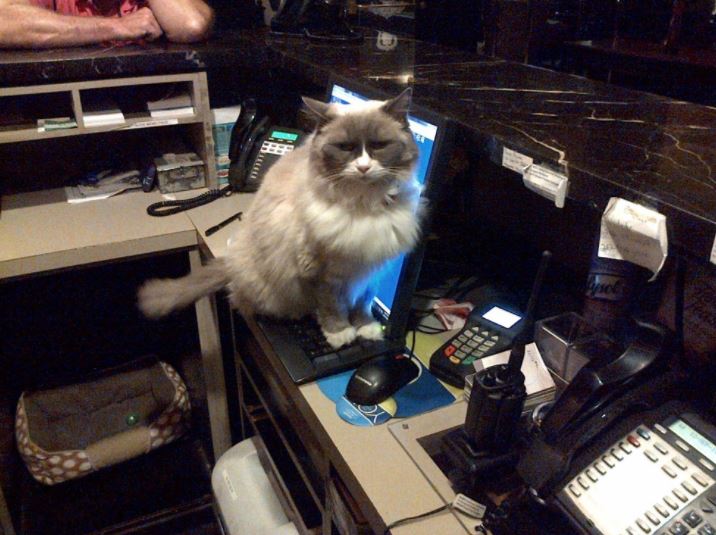 cat supervisor of hotel 3