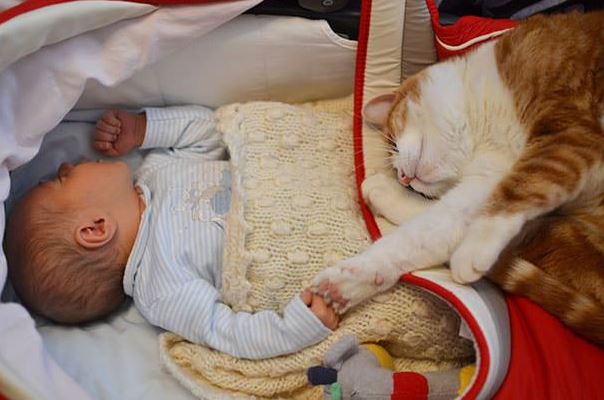 cats and kids 16