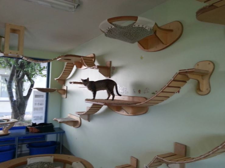 This guy designs and builds the most AWESOME cat jungles (Gallery)