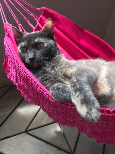 cat hammock 5