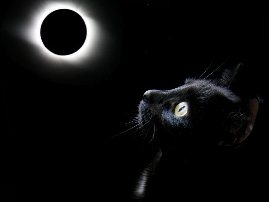 solar eclipse cat