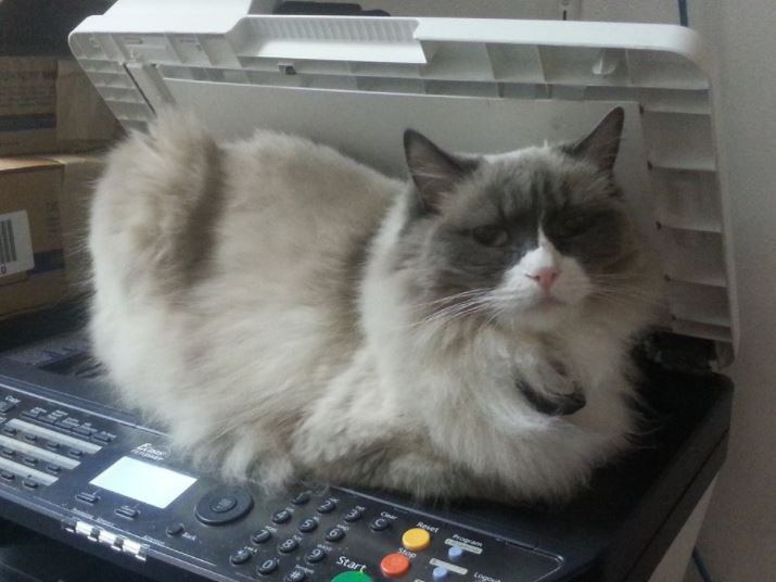 cat supervisor of hotel 6