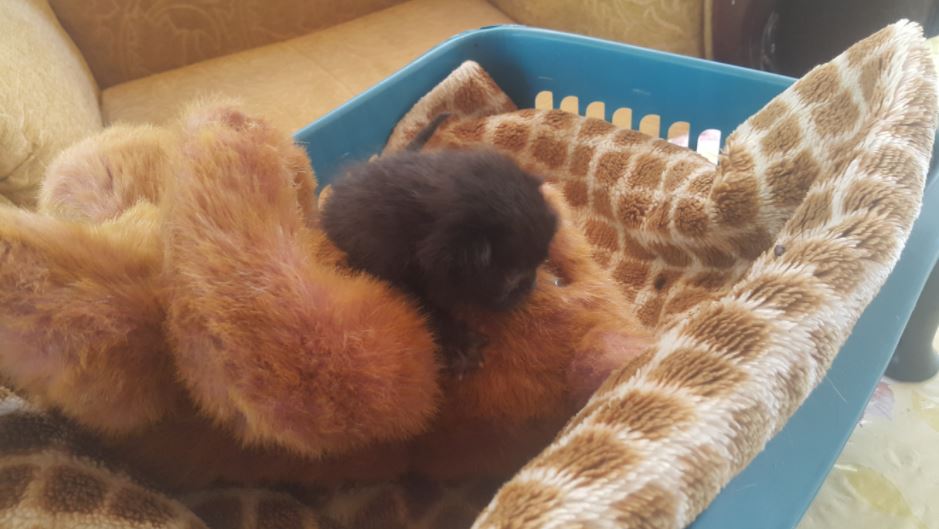 kitten and teddy bear