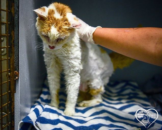 cat with broken nose gets rescued 5