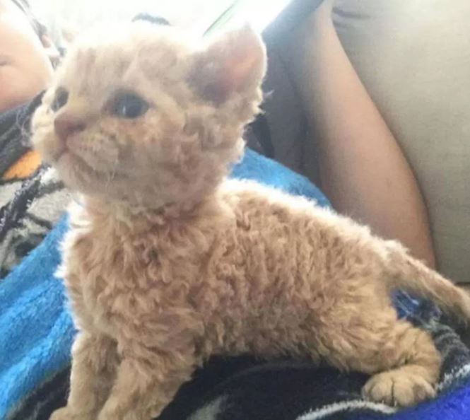 curly haired cats selkirk rex kitten